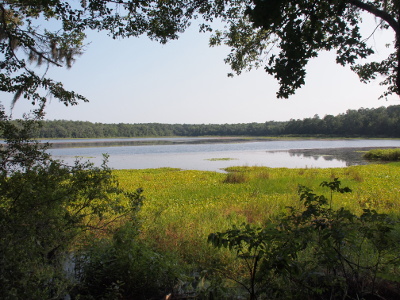 [The images has a view of the lake while looking through the trees which frame the top and outer edges of the photo. There is a lot of vegetative growth at the near edge, but further into the lake is just water at the top.]